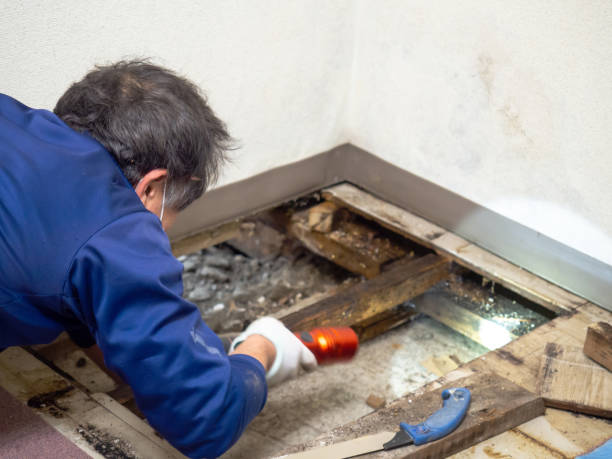 Mold Testing and Removal in Germantown, IL