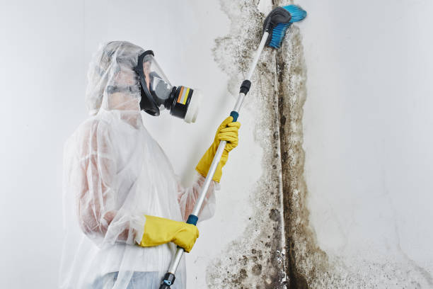 Best Mold Damage Repair  in Germantown, IL