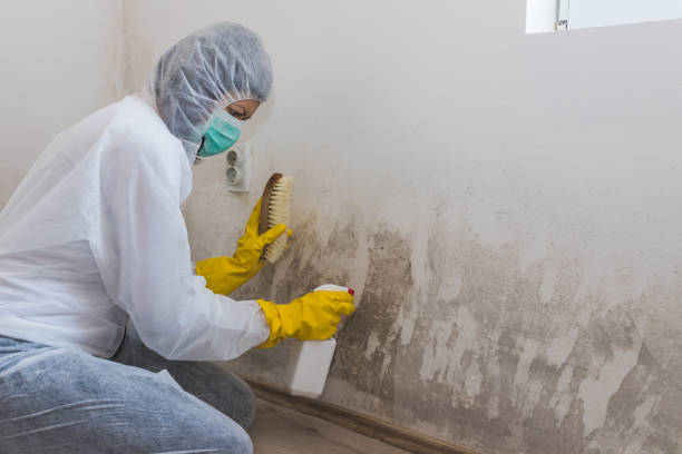 Best Black Mold Removal  in Germantown, IL