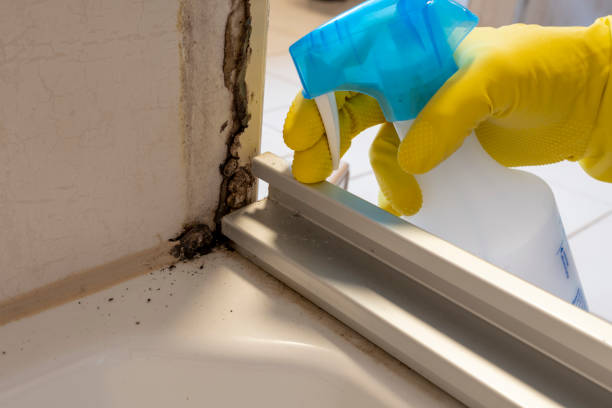 Trusted Germantown, IL Mold Removal Experts