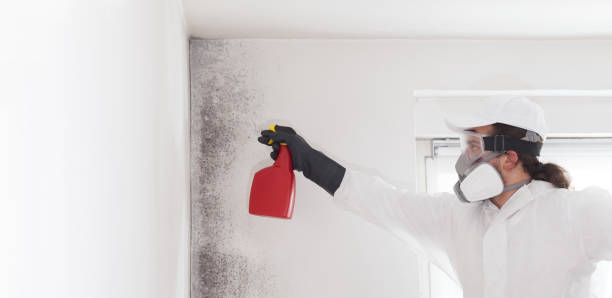 Best Professional Mold Removal  in Germantown, IL