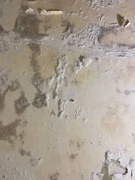 Best Commercial Mold Removal  in Germantown, IL