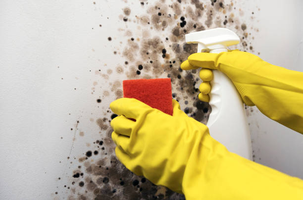 Best Office Mold Removal Services  in Germantown, IL