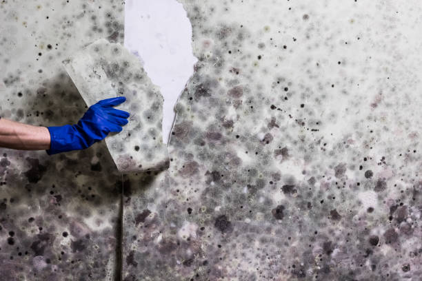 Best Mold Removal Near Me  in Germantown, IL